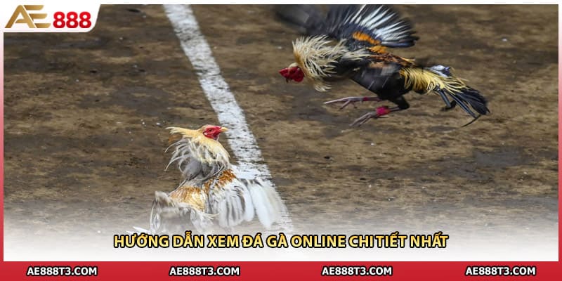 Hướng dẫn xem đá gà online chi tiết nhất