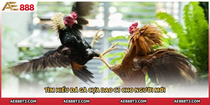 Tìm hiểu đá gà cựa dao c1 cho người mới